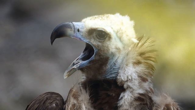 Звук птицы гриф: какие звуки издают грифы смотреть онлайн