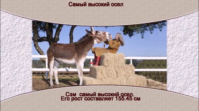 Самый высокий осел