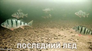 ГИГАНТСКИЕ ОКУНИ и ЖИРНАЯ ПЛОТВА на мормышку. Зиммняя рыбалка 2024. Подводная съёмка.