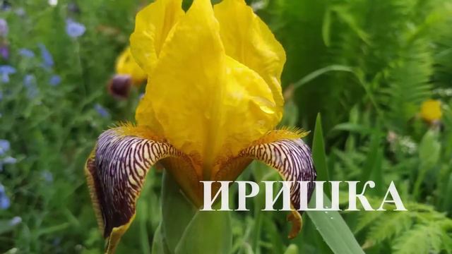 Ира, С днём рождения! Ira, Happy Birthday