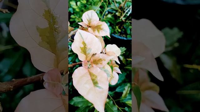 Beautiful Leaves Of Bougainvillea / Rare Bougainvillea