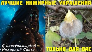 Как укоренить инжир (секрет - в описании). Проращивание черенков инжира. Саженцы инжира vs черенки.