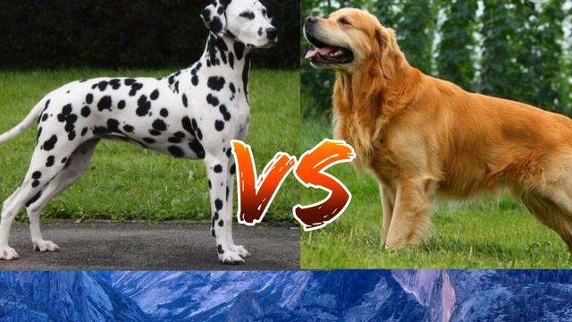 #Далматинец против Золотистого ретривера// Animals Battle//