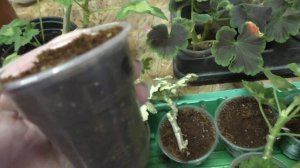 Черенкование пестролистных пеларгоний. Укоренение в кокосовом субстрате