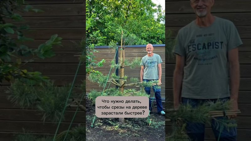 Что делать, чтобы срезы на дереве зарастали быстрее? #бонсай #bonsai #ландшафтныйдизайн #хвойные