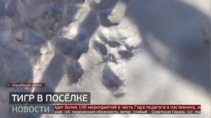 Тигр угрожает жителям Нанайского района. Новости. 01/02/2023