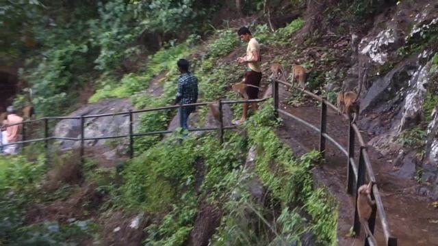 Обезьяны идут. Бадулла. Шри-Ланка смотреть онлайн