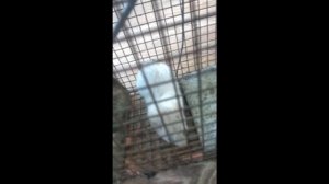 ПОЙМАНА ЛАСКА В ЛОВУШКУ