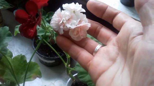 камнатные цветы смотреть онлайн