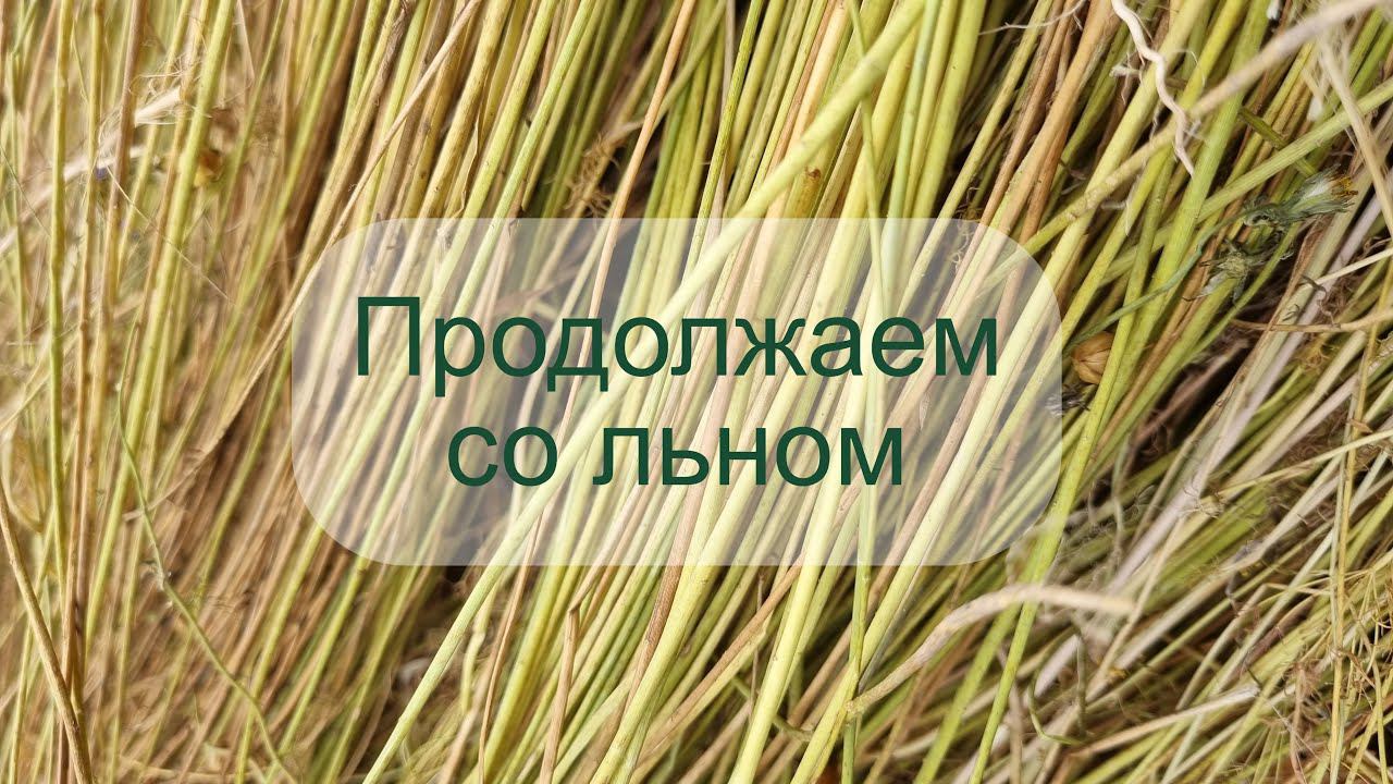 Подготовка льна к вымачиванию. Обрываем колоколки