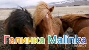 Мы родились в Сибири /Все пропало/Нас кинули /Обзор Влогов /Из Сибири на юг /