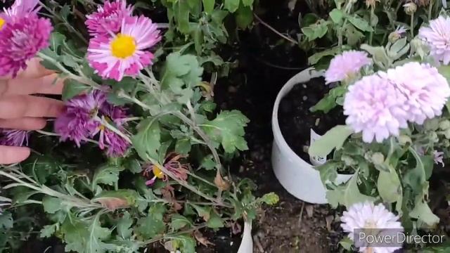 Как сохранить хризантему зимой. смотреть онлайн