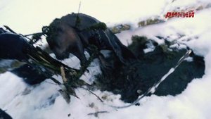 Звероловы. Охота на бобра зимой. Часть 2.