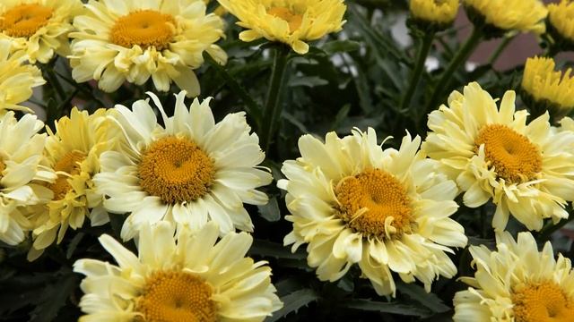 Leucanthemum Sweet Daisy Izabel - FlowerTrials 2022 смотреть онлайн