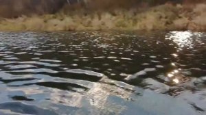 Неопреновые перчатки BFT обзор