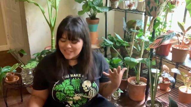 HUGE HOUSEPLANT HAUL - ALL THE PLANTS I GOT IN JUNE 2020