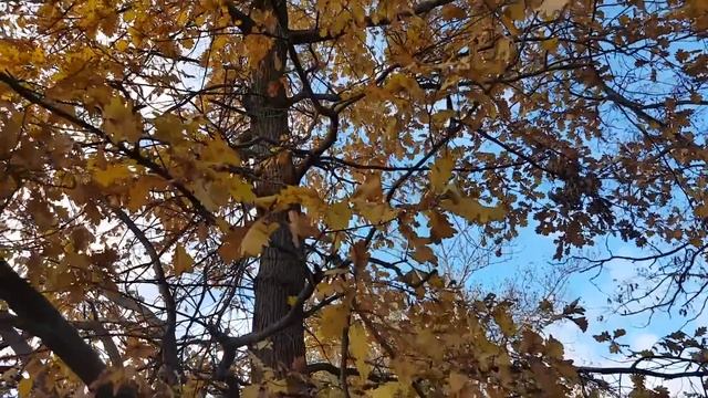 Течет река, бежит ручей смотреть онлайн