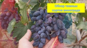 Обзор темных сортов винограда. Алвика, Подарок Белорусам, Синбад, Рэмбо, Натали