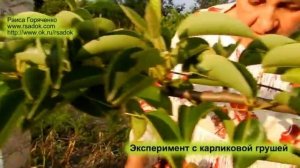 Эксперимент с карликовой грушей