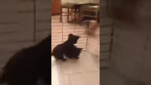 Шоколадки помет G смотреть онлайн