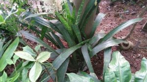 Сансевиерия гиацинтовая (Sansevieria Hyacinthoides), Ботанический сад Орхус, Дания. 6 октября 2023
