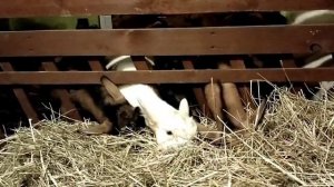 Козы в тумане//Зерно для коз: какое и сколько???