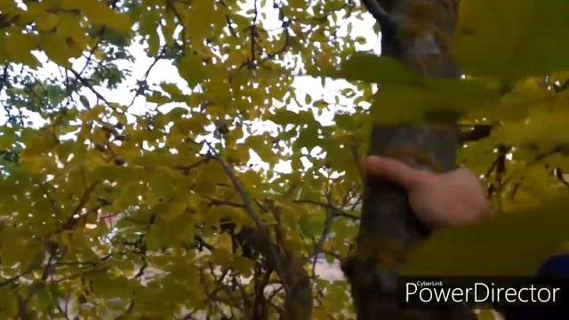 Сбор и поиск грецких орехов. Собираю орехи. смотреть онлайн