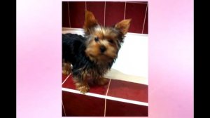 Самая лучшая собака в мире / Микки - 2018 / Tasya Montevile