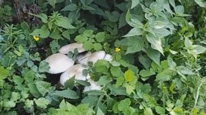 Шампиньоны на участке 🍄