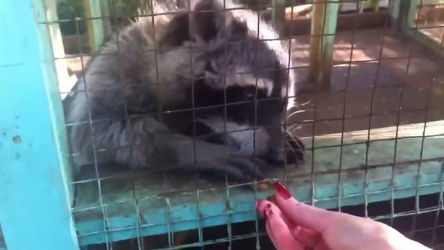 Еноты в Moscow Country Club смотреть онлайн