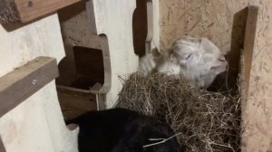 Содержание коз зимой ! Какой должна быть температура в сарае. Пакистанские козы ?