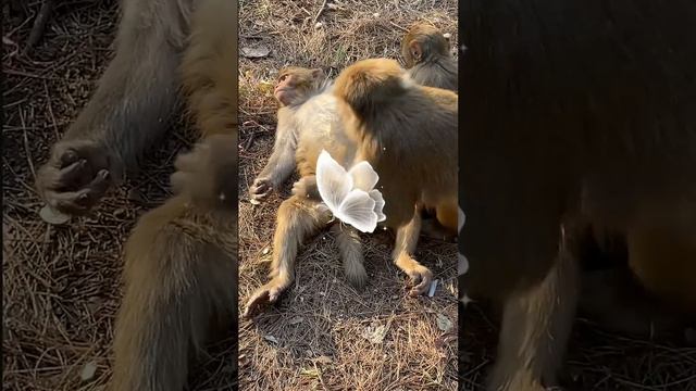 mother monkey clean baby body