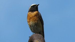 Певчие птицы – Горихвостка обыкновенная, Songbirds - Redstart