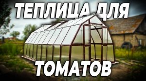 Вырастили 80 кустов томатов в одной теплице