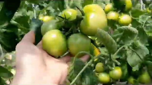 Самый ранний розовый индетерминантный томат-  QUICKPICK F1 (Квик Пик). смотреть онлайн