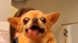 Приколы с животными!!!?