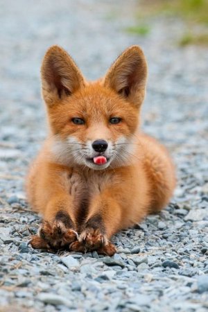 Послушаем мудрое урчание рыжей лисы