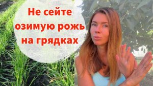 Не сейте рожь в качестве сидерата, пока не посмотрите это видео