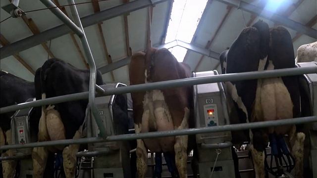 350 голов КРС. Продажа молочной породы нетелей. Голштинская порода коров.