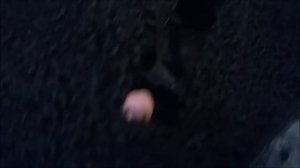 Сам себе скорняк. Переделка шубы из каракуля.