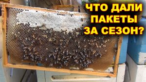 Что дали пчелопакеты за сезон? Начинаю готовить семьи в зиму.