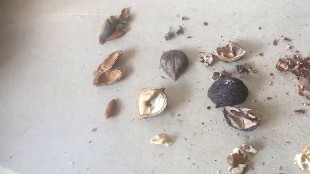 На вкус чуфа, сладкий миндаль, сердцевидный орех, черный орех и северный пекан. Мнение (1 из 2)