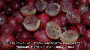 Крыжовник Консул