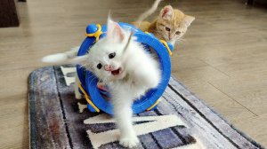 Смешные котята 9. Сборник смешных моментов. #MiniKitties Часть 9. 2024 4k