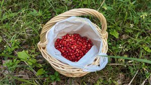 09.07.23г. Земляника, земляника и какие-то грибы.