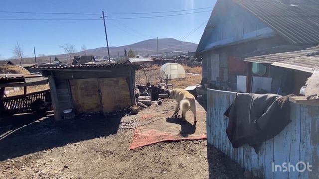 Кто хулиганит на даче?Осторожно ,во дворе умная собака.#хулиганкапубгмобайл #собакадругчеловека смотреть онлайн