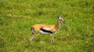 4K African Animals: Amboseli National Park - Relaxing Music With Video About African Wildlife