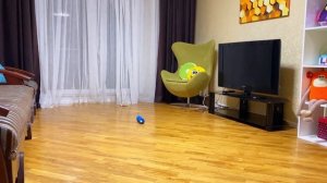 Я СТАЛА МАМОЙ на 24 Часа / Выдержу ли я это испытание? Завела питомца / Челлендж от НЮСЯ ТВ