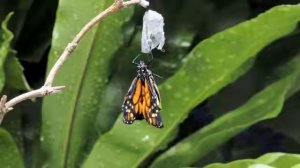 Метаморфозы бабочек #Metamorphoses