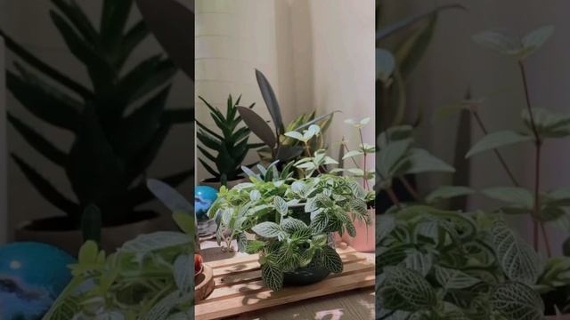 Nerve Plant I Fittonia albiveni I 白網紋草  I time lapse